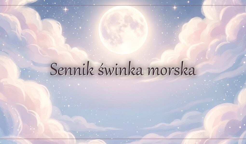 Sennik świnka morska